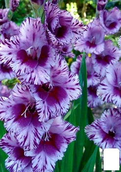 Гладиолус "Shady Frizzle" 3шт (23765)