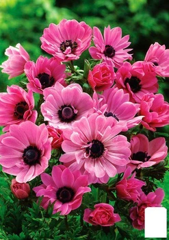 Анемона "Blanda Rosea" (размер 5/7 крупный) 5шт в упаковке (39464)