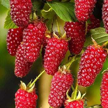 Саженцы Яскрава Ежемалина Loganberry (Логанберри) (44845)