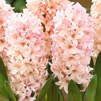 Гиацинт Apricot Passion луковица (1 шт.)