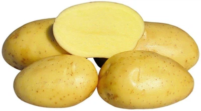 Семенной картофель Вивиана 1 кг сверхранняя 1 репродукция Europlant