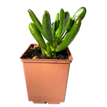 Суккулент Крассула овата Корел (Crassula&nbsp;ovata Coral), контейнер 7*7*8 см (s050s)