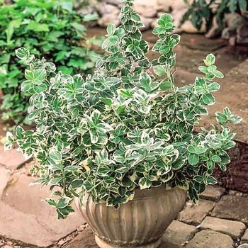Бересклет Variegata, горщик 3 л, висота 20 см