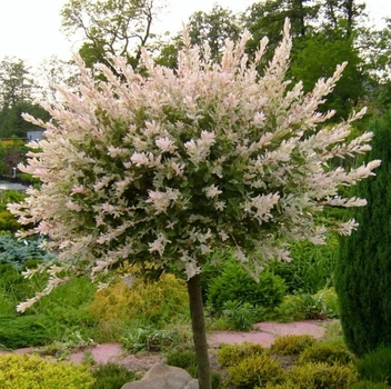 Верба Hakuro-nishiki Ра, горщик 5 л, висота Pa100 см