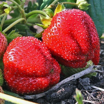 Саженцы клубники (рассада) Кэбот (Cebot) поздняя