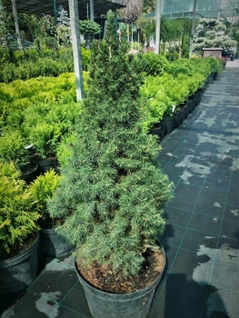 Ель Conica Glauca Н0.6м