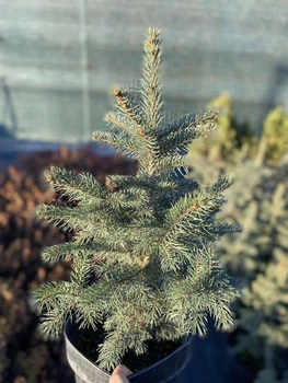 Ель колючая Kaibab 40 см