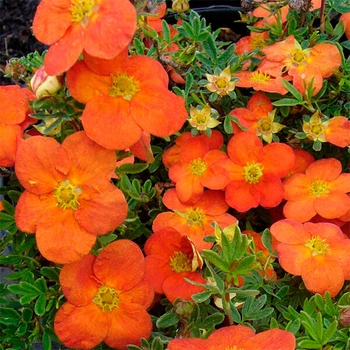 Саженцы Яскрава Лапчатка Orange Star контейнер 0.5 л (41135)
