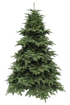 Ель 2,30 м Abies Nordmann de Luxe зеленая
