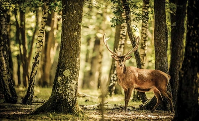Флізелінові фотошпалери природа тварини 254x184 см Олень у літньому лісі (2286V4)+клей