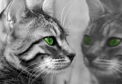 Дитячі флізелінові 3D фотошпалери 254x184 см Сіра кішка - дзеркальне відображення (139V4)+клей