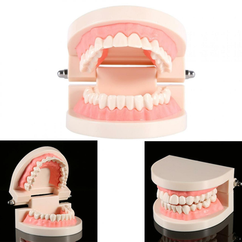 Модель зубів демонстраційна стоматологічна без патологій