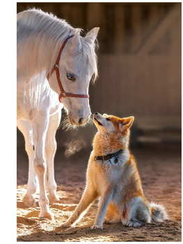 Пазл Castor Унікальна дружба коня та собаки 1000 елементів (5904438105076)
