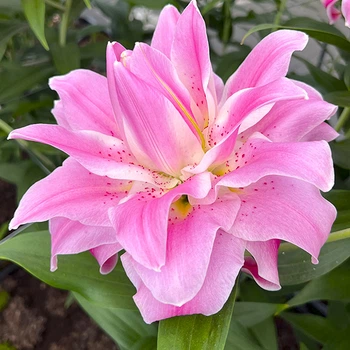 Цибулини Яскрава Лілія орієнтальна махрова Lotus Breeze (42779) (1шт)