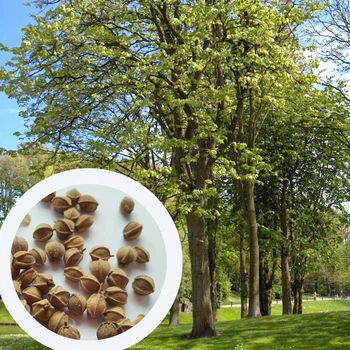 Липа крупнолистная семена (10 шт) (Tilia platyphyllos) широколиственная
