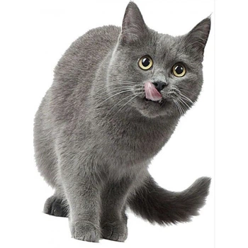 Объёмная наклейка UKC 3D для туалета Cat 9KT572