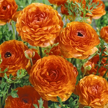Цибулини Яскрава Лютики Orange (29756) (5шт)
