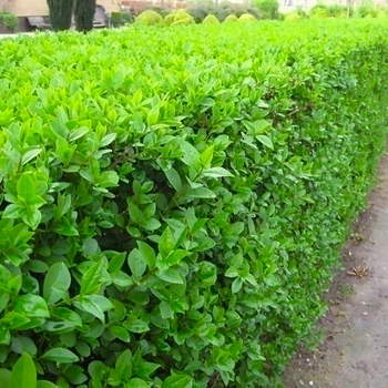 Саженцы Бирючины обыкновенной (Ligustrum vulgare)