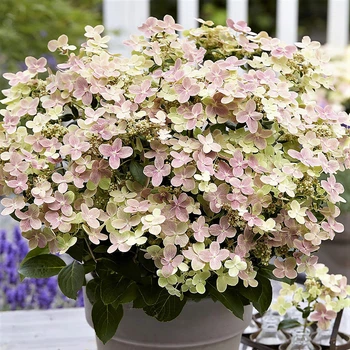 Саженцы Гортензии метельчатой Полистар (Hydrangea paniculata Polestar) Р9
