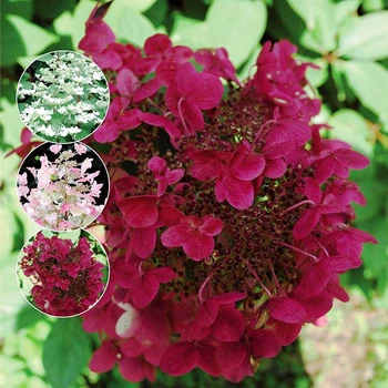 Саженцы Гортензии метельчатой Вимс Ред (Hydrangea paniculata Wim's Red) Р9