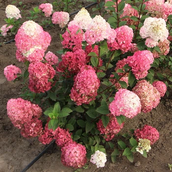 Саженцы Гортензии метельчатой Самарская Лидия / Ренсам Франбонзини (Hydrangea paniculata Samarskya Lydia) Р9