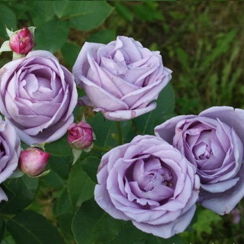 Саженцы плетистой розы Индиголетта (Rose Indigoletta), сеянец