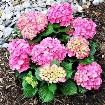 Саженцы Гортензии крупнолистной Форевер энд Эвер Пинк (Hydrangea macrophylla Forever & Ever Pink) Р9