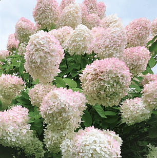 Саженцы Гортензии метельчатой Грандифлора (Hydrangea paniculata Grandiflora) Р9