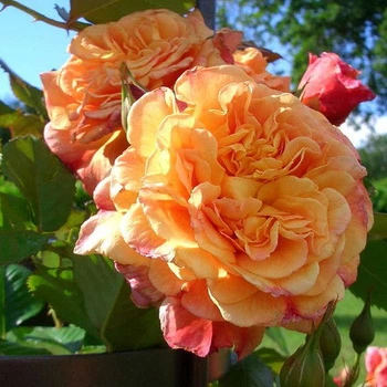 Саженцы плетистой розы Алоха (Rose Aloha), сеянец