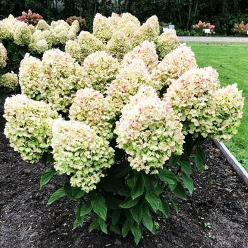 Саженцы Гортензии метельчатой Саммер Сноу (Hydrangea paniculata Summer Snow) Р9