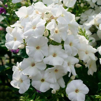 Кореневища Яскрава Флокс Pina Colada (40037)