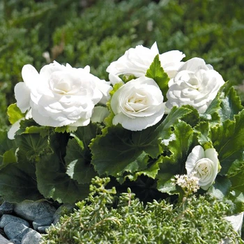 Клубни Яскрава Бегония New Star White (42958) (1шт)
