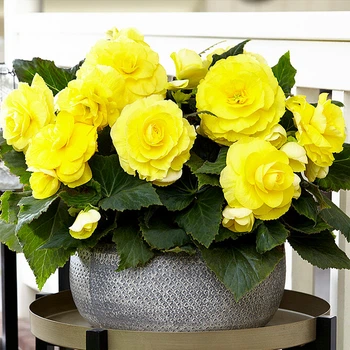 Клубни Яскрава Бегония New Star Yellow (42960) (1шт)