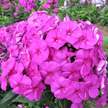 Кореневища Яскрава Флокс Flame Purple контейнер 0.5 л (43188)