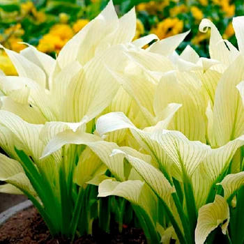 Корневища Яскрава Хоста White Feather (12585)