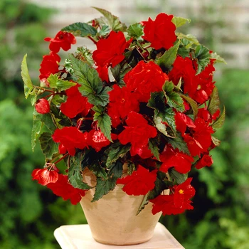 Клубни Яскрава Бегония Pendula Large Red (42969) (1шт)