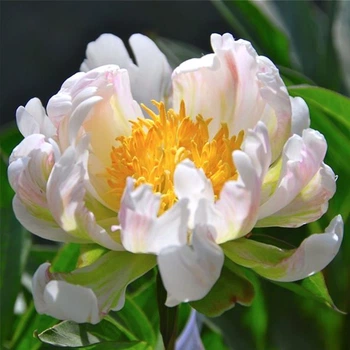 Саженцы Яскрава Пион травянистый Green Lotus (контенер 2.5 л) (52193)