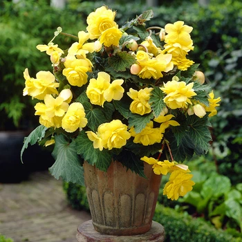 Клубни Яскрава Бегония Pendula Large Yellow (42966) (1шт)