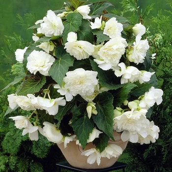 Клубни Яскрава Бегония Pendula Large White (42965) (1шт)