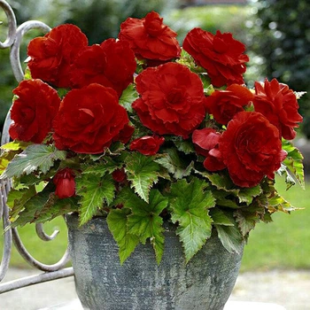 Клубни Яскрава Бегония New Star Red (42964) (1шт)