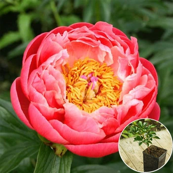 Саженцы Яскрава Пион травянистый Coral Charm (контейнер 1 л) (35831)