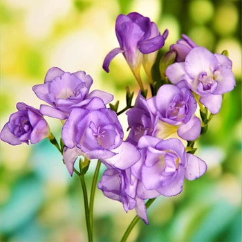 Луковицы Яскрава Фрезия махровая Purple (43946) (5шт)