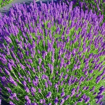 Саженцы Лаванды узколистной (Lavandula angustifolia) Р9