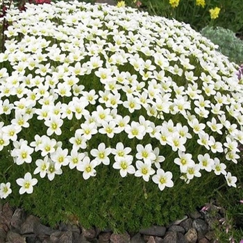 Саженцы Камнеломки Арендса белая (Saxifraga Arendsii) Р9