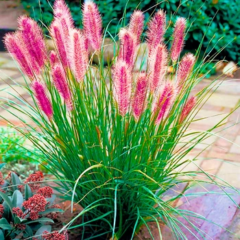 Саджанці Пеннісетума лисохвостовидного Ред Хет (Pennisetum alopecuroides Red Head) Р9