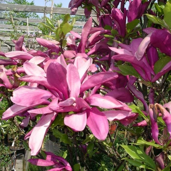 Саженцы Магнолии Сьюзан (Magnolia Susan) Р9