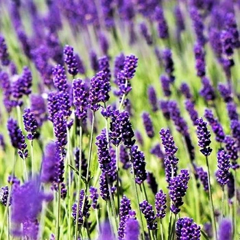 Саженцы Лаванды узколистной Хидкот (Lavandula angustifolia Hidcote) Р9