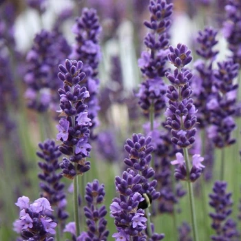 Саженцы Лаванды Английской узколистной (Lavandula angustifolia, L. officinalis) Р9