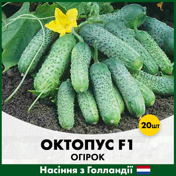 Голландские семена Syngenta Огурец Октопус F1 20 шт