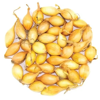 Семена лука-севка Коррадо, 1кг, Top Onions, Голландия